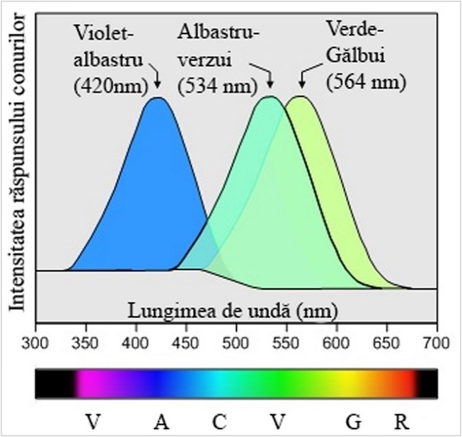 Fig. 1. . Sensibilitatea conurilor la diferite lungimi de undă ale spectrului electromagnetic. 