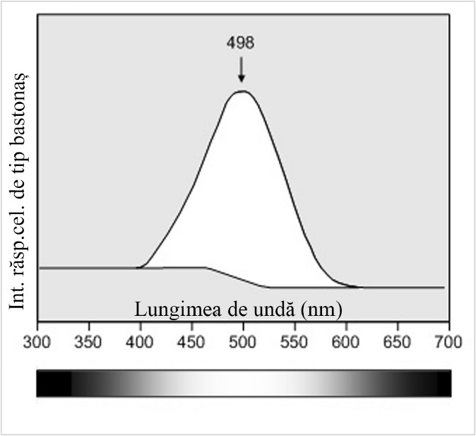 Fig. 2. Sensibilitatea celulelor de tip bastonaș în cazul vederii nocturne. 