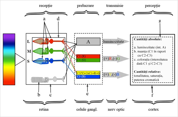 Fig. 3. Modelul  de interconectare al celulelor de tip con, propus de Hurvich și Jameson în 1957, pentru teoria procesului adversar. a. – conuri S, M, L; b. – celulă tip bastonaș; c. – retina; d. fovea centralis; e. stratul celulelor ganglionare (GC); f. scoarța cerebrală; g. – lob occipital. Gombos Atila, 2021. CC BY-SA 3.0.