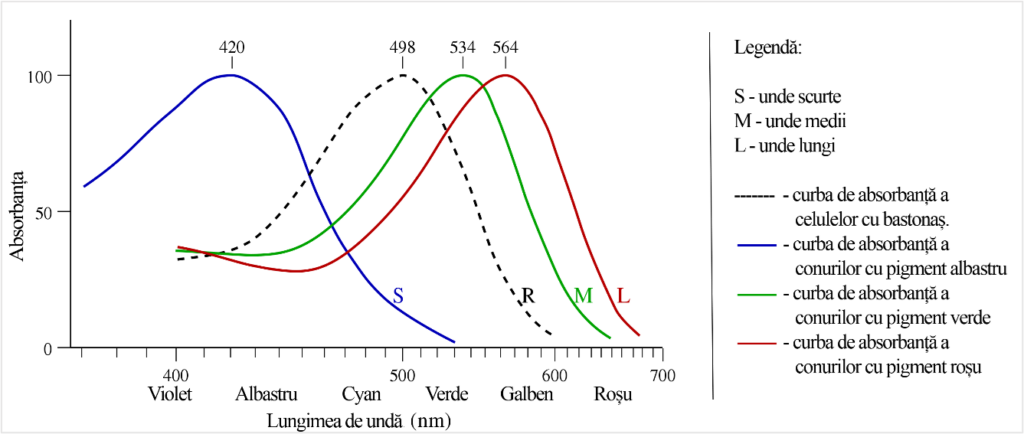 Curbele de absorbţie spectrală în funcţie de lungimea de undă. (S), (M) şi (L) corespund respectiv curbelor pentru conuri albastre, verzi şi roșii iar (R) corespunde curbei pentru bastonașe. Imagine vectorială de Maxim Razin, distribuită sub licență CC BY-SA 3.0. 